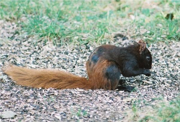 Sciurus Sp 